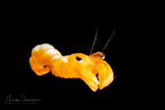 Hermit Crab - Symmetrical - Pylochelidae Family