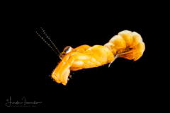 Hermit Crab - Symmetrical - Pylochelidae Family