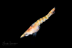 Hermit Crab Zoea Larva - Anomura