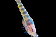 Hermit Crab Zoea Larva - Anomura