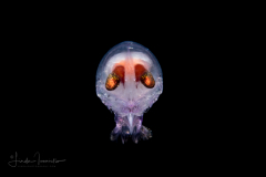 Hyperiid Amphipod