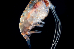 Hyperiid Amphipod