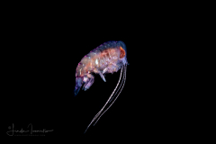 Hyperiid Amphipod