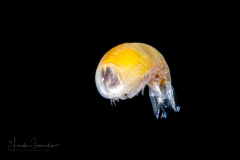 Hyperiid Amphipod