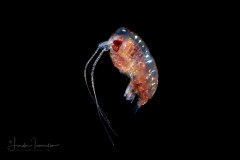 Hyperiid Amphipod