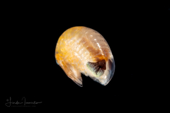 Hyperiid Amphipod