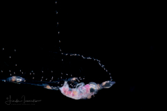 Hyperiid Amphipod Caught by a Siphonophore