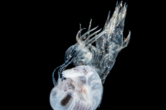 Hyperiid Amphipod - Molting