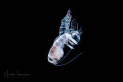 Hyperiid Amphipod - Molting