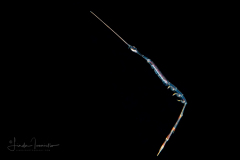 Hyperiid Amphipod - Rhabdosoma sp.