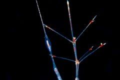 Hyperiid Amphipod - Rhabdosoma sp.