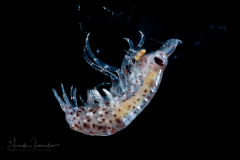 Hyperiid Amphipod - Vibilia species