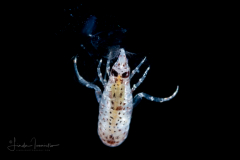 Hyperiid Amphipod - Vibilia species