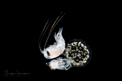 Hyperiid Amphipod and its Molt - on a Radiolarian Colony