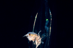 Hyperiid Amphipod in a Siphonophore -  Diphyes sp.