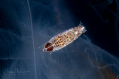 Hyperiid Amphipod on a Ctenophore