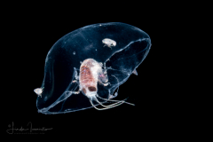 Hyperiid Amphipod on a Hydromedusa