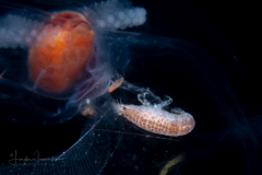Hyperiid Amphipod on a Salp