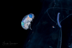 Hyperiid Amphipod with Blue Eyes
