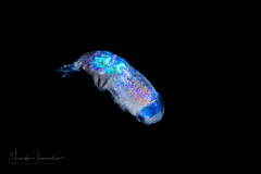 Hyperiid Amphipod with Blue Eyes