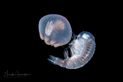 Hyperiid Amphipod - with a Banded Tube Dwelling Anemone Larva - Ceriantharia - Arachnactidae Family - tentatively Isarachnanthus maderensis