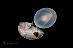 Hyperiid Amphipod - with a Banded Tube Dwelling Anemone Larva - Ceriantharia - Arachnactidae Family - tentatively Isarachnanthus maderensis