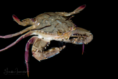 Iridescent Swimming Crab - Portunidae Family - Achelous gibbesii