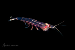 Krill - Euphausiidae Family - Nyctiphanes??