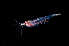 Krill - Euphausiidae Family - Nyctiphanes??