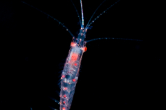 Krill - Euphausiidae Family - Nyctiphanes??