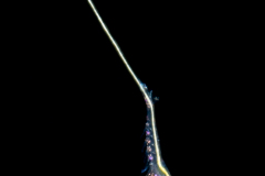 Krill - Euphausiidae Family - Nyctiphanes??