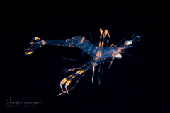 Larva of a Hippolytidae or Lysmatidae Family Shrimp