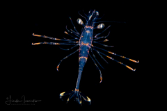 Larva of a Hippolytidae or Lysmatidae Family Shrimp
