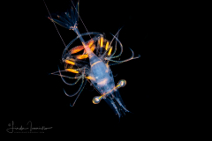 Late Larva of a Pandalidae Family Shrimp