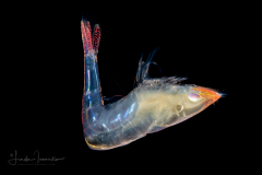 Late Larval Shrimp - Disciadidae Family - Lucaya bigelowi