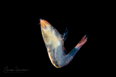 Late Larval Shrimp - Disciadidae Family - Lucaya bigelowi