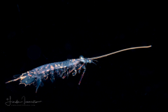 Mantis Shrimp Larva - Stomatopoda