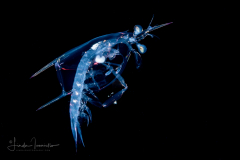 Mantis Shrimp Larva - Stomatopoda