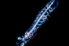 Mantis Shrimp Larva - Stomatopoda