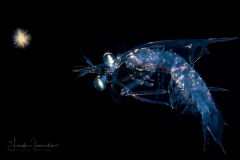Mantis Shrimp Larva - Stomatopoda