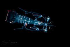 Mantis Shrimp Larva - Stomatopoda