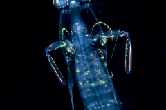 Mantis Shrimp Larva - Stomatopoda