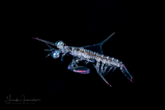 Mantis Shrimp Larva - Stomatopoda