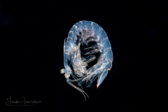 Mantis Shrimp Juvenile - Stomatopoda - Scaly-Tailed - Lysiosquilla scabricauda