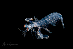 Mantis Shrimp Larva - Stomatopoda - Scaly-Tailed - Lysiosquilla scabricauda