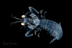 Mantis Shrimp Juvenile - Stomatopoda - Scaly-Tailed - Lysiosquilla scabricauda