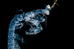 Mantis Shrimp Juvenile - Stomatopoda - Scaly-Tailed - Lysiosquilla scabricauda