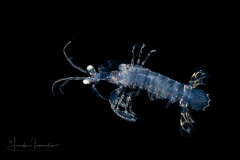 Mantis Shrimp Juvenile - Stomatopoda - Scaly-Tailed - Lysiosquilla scabricauda