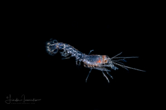Mud Shrimp Decapodid Stage - Callianassidae Family