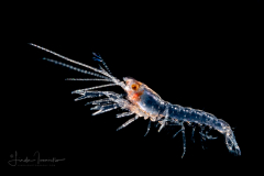Mud Shrimp Decapodid Stage - Callianassidae Family
